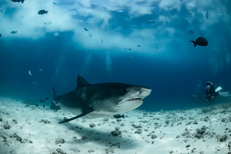 Un grand requin tigre nage au-dessus d'un fond sablonneux clair