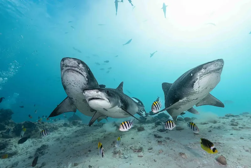 Deux requins tigres nagent au-dessus d'un fond sableux avec des poissons