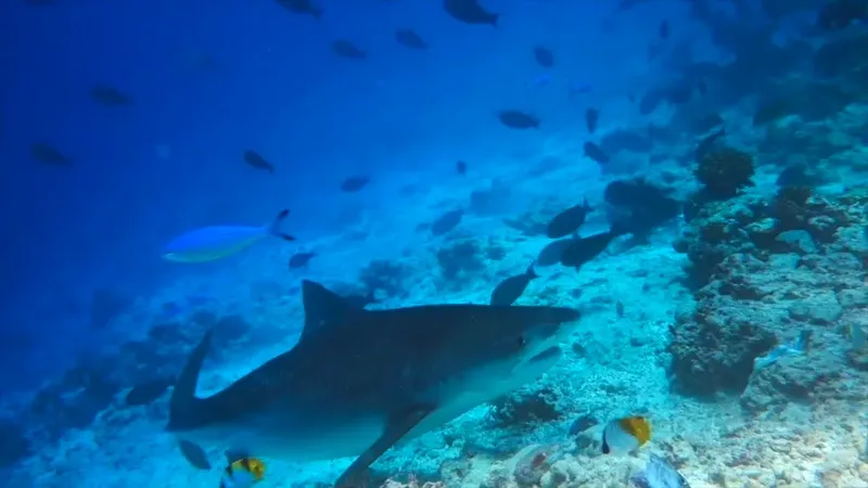 Requin nageant au milieu d'un banc de poissons dans l'eau bleue