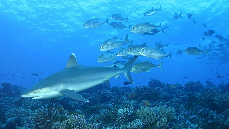 Requin de récif et banc de carangues en milieu bleu