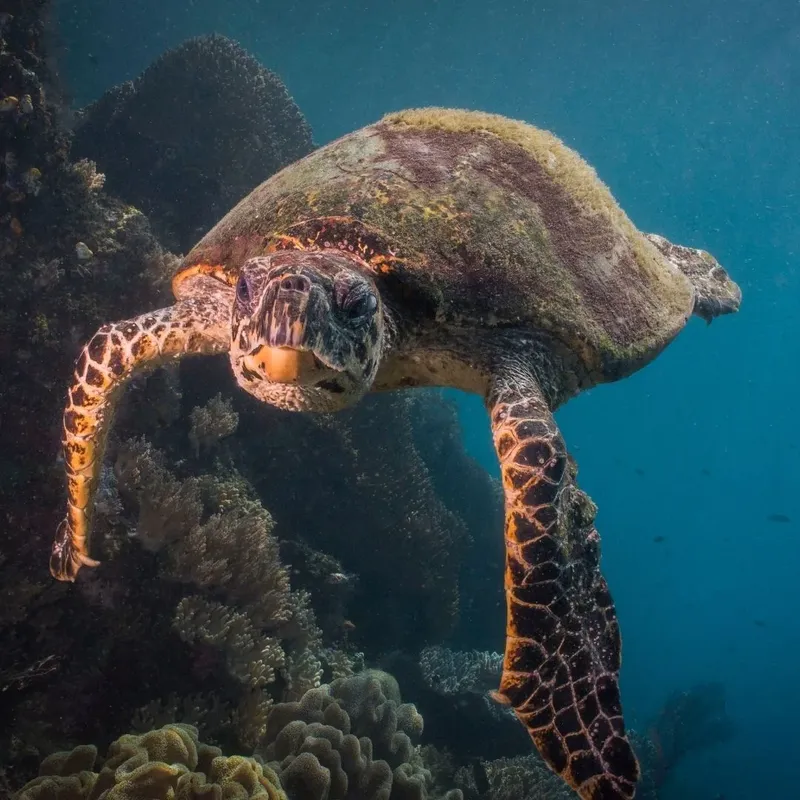 Tortue marine nageant paisiblement au milieu des coraux et de la faune