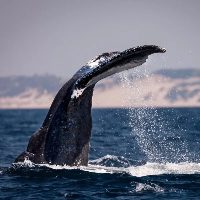 Queue de baleine à bosse sortant de l'eau avec des éclaboussures