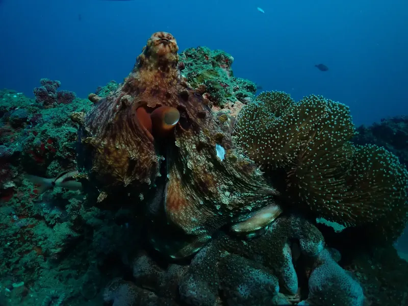 Pieuvre se fondant dans un récif corallien coloré en milieu marin