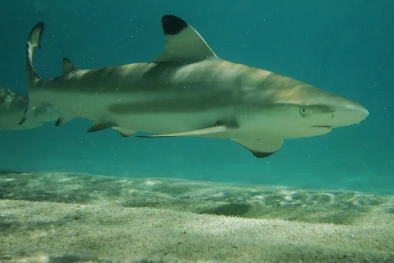 Requin de récif à pointe noire nageant dans une eau turquoise