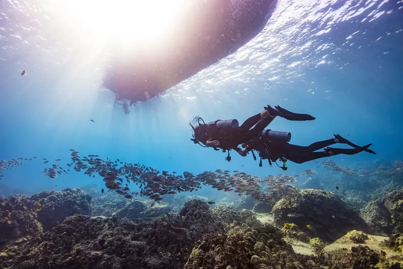 Plongeur explore un récifal corallien avec un banc de poissons