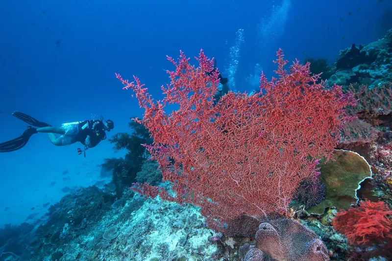 Plongeur explorant un récif corallien coloré en profondeur