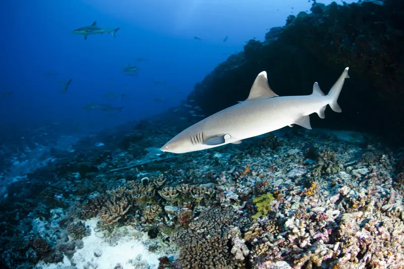 Requin de récif à pointe blanche nageant au-dessus d'un fond marin corallien