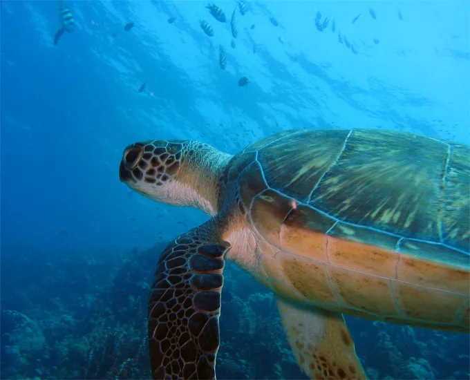 Tortue marine nageant paisiblement dans une eau bleue et claire