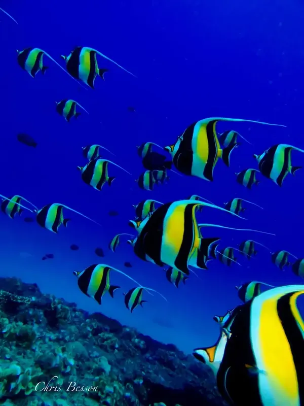 Banc de poissons zébrés nageant dans une eau bleue profonde