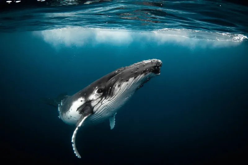 Baleine à bosse nageant sous la surface de l'océan bleu clair