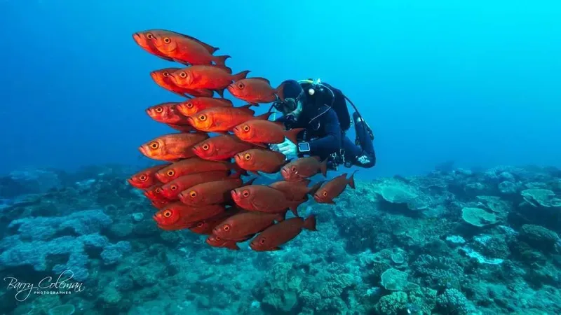 Plongeur avec un banc de poissons rouges dans un récif corallien