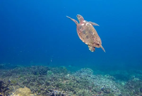 Tortue marine nageant au-dessus d'un récifal corallien en eau bleue