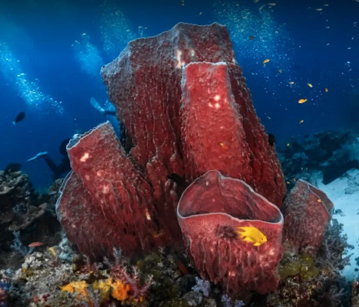 Éponge géante rouge et poissons tropicaux dans un récif corallien