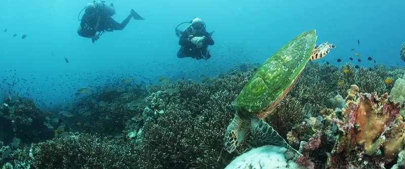 Plongeurs et tortue nagent au milieu d'un récif corallien coloré