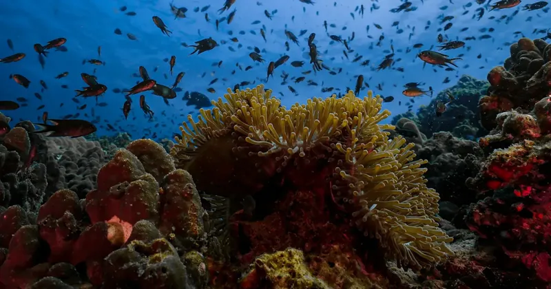 Anémone de mer colorée et banc de petits poissons tropicaux