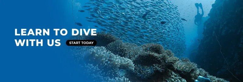 Banc de poissons et plongeurs explorant un récifal corallien bleu