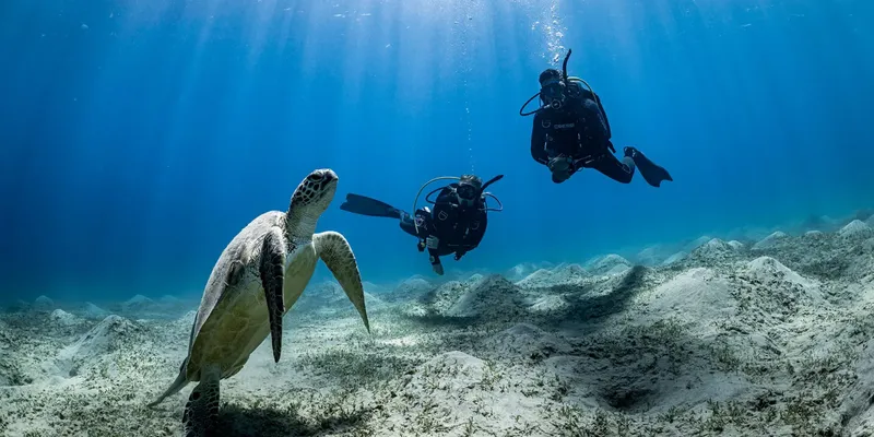 Deux plongeurs nagent avec une tortue marine dans un récif