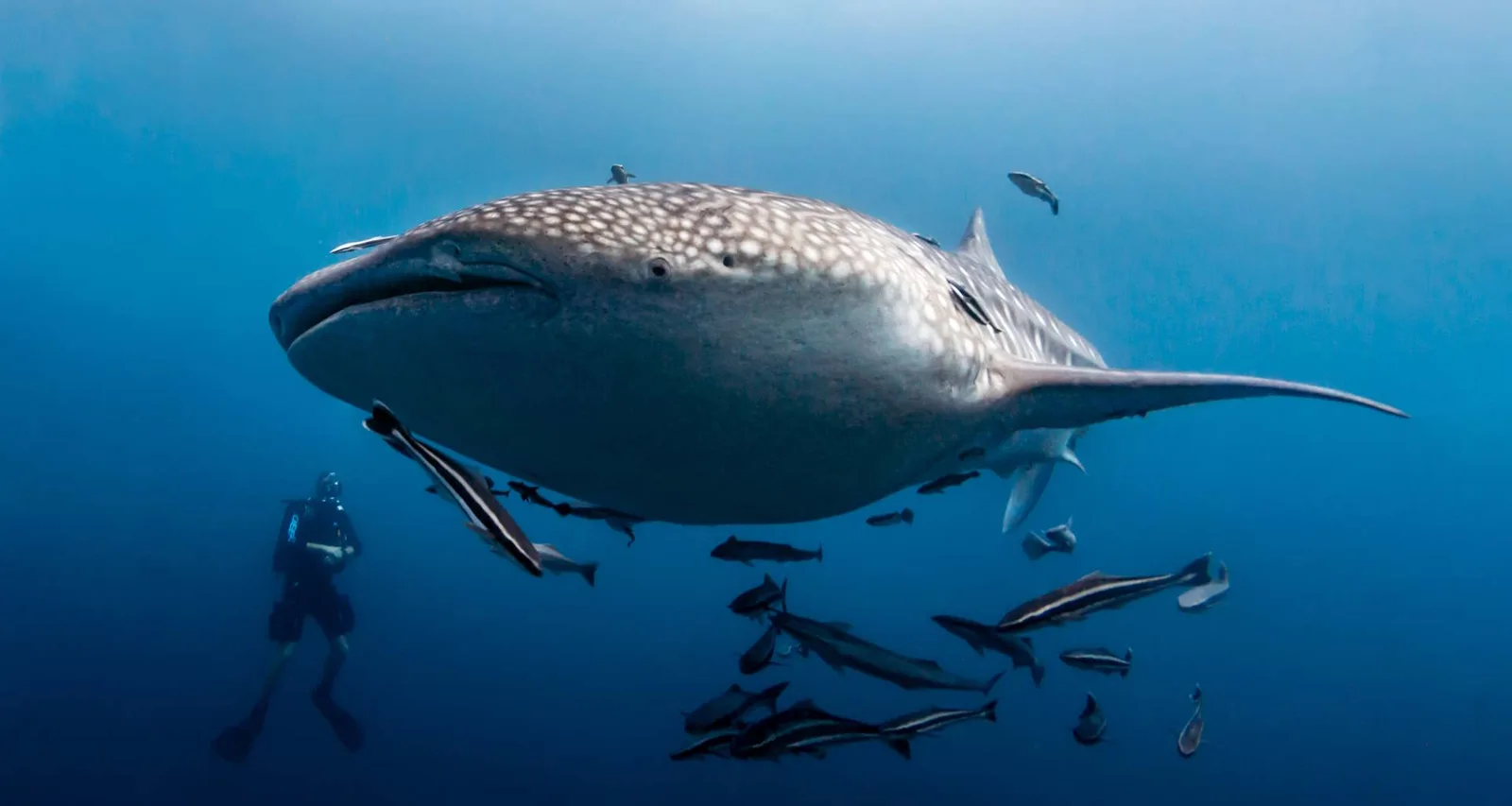 Requin baleine nageant avec un plongeur et des poissons tropicaux