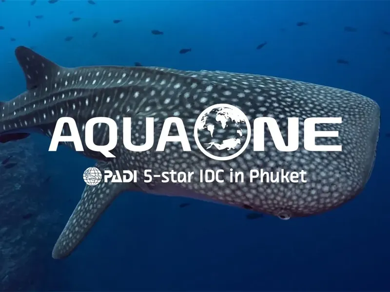 Requin baleine nageant en mer avec le nom d'un centre de plongée