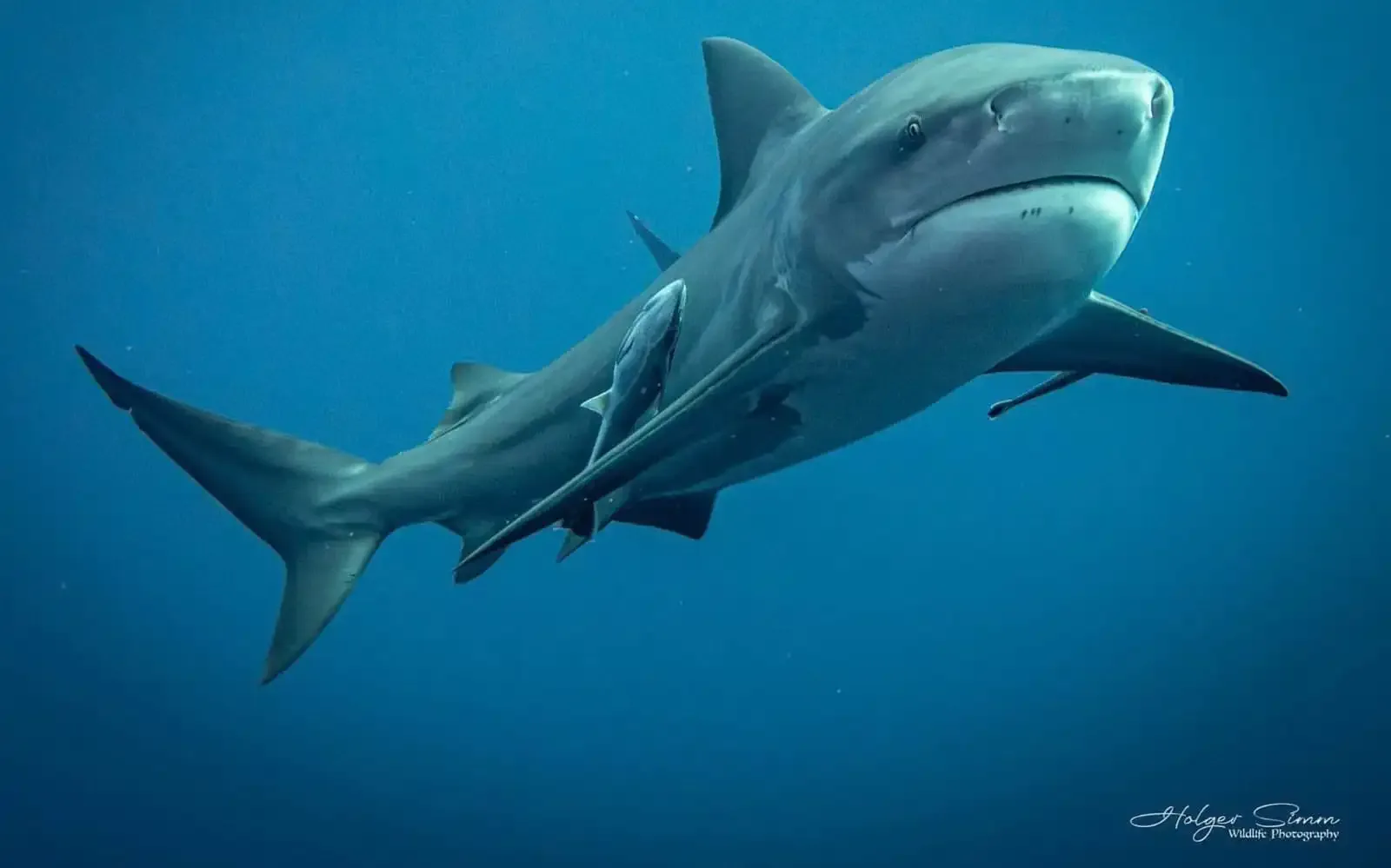 Requin de récif à pointes noires nageant dans l'eau bleue