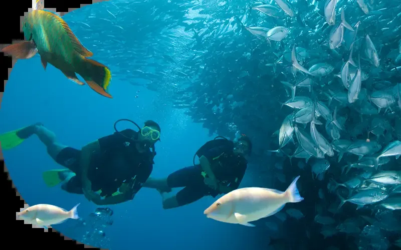 Deux plongeurs explorent un récif corallien avec de nombreux poissons