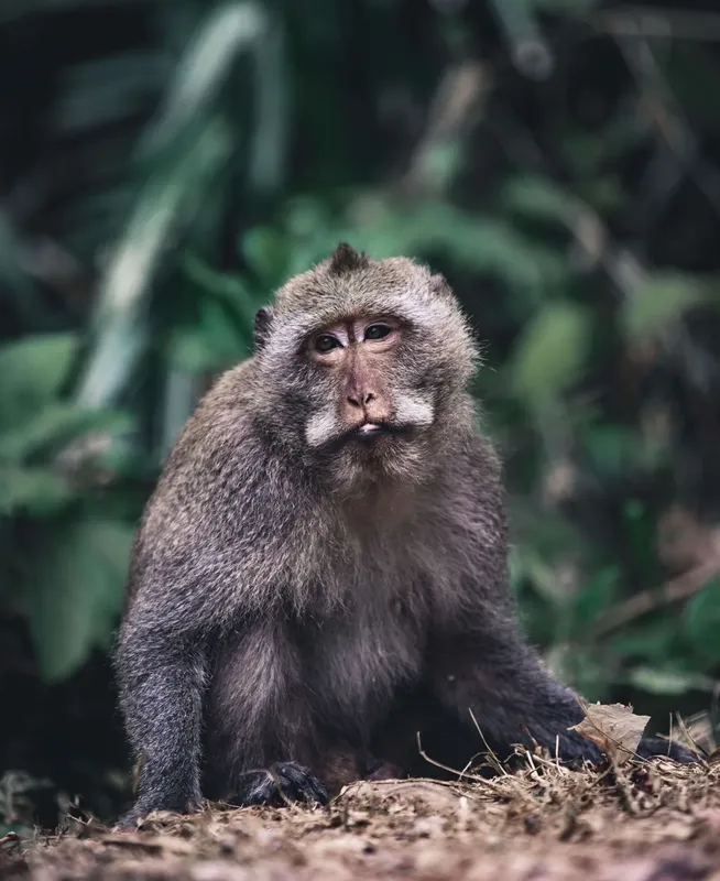 Singe assis regardant la caméra dans un environnement tropical verdoyant