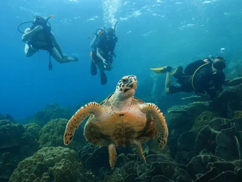 Plongeurs et tortue marine nagent ensemble dans un récif corallien