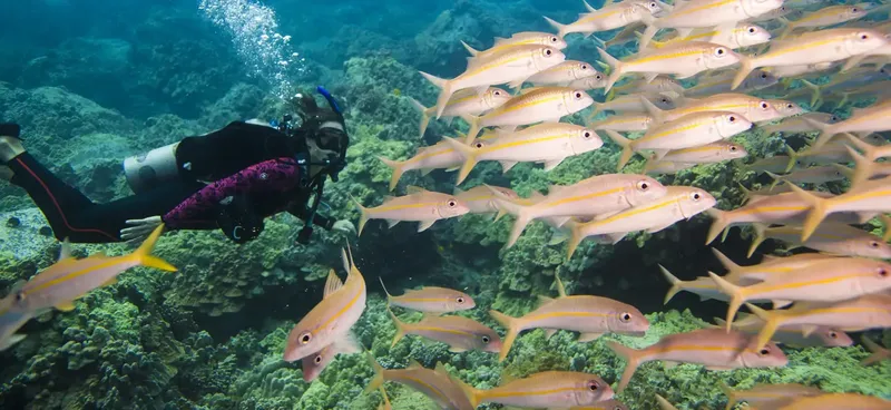 Plongeur évolue au milieu d'un banc de poissons jaunes et argentés