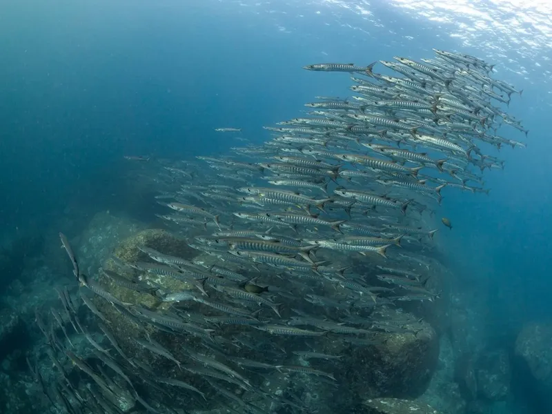 Un banc de poissons-aiguilles nage autour d'une structure rocheuse sous-marine