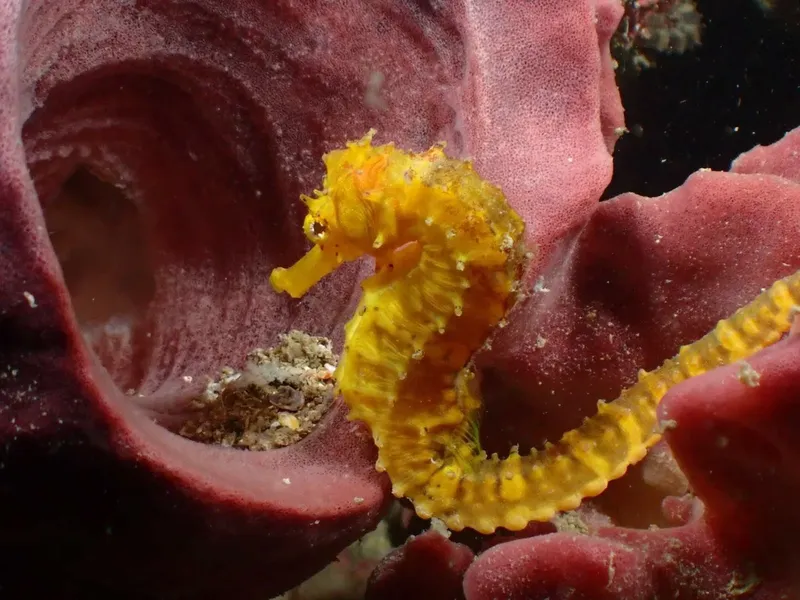 Hippocampe jaune et orange se camoufle sur une éponge rouge en mer