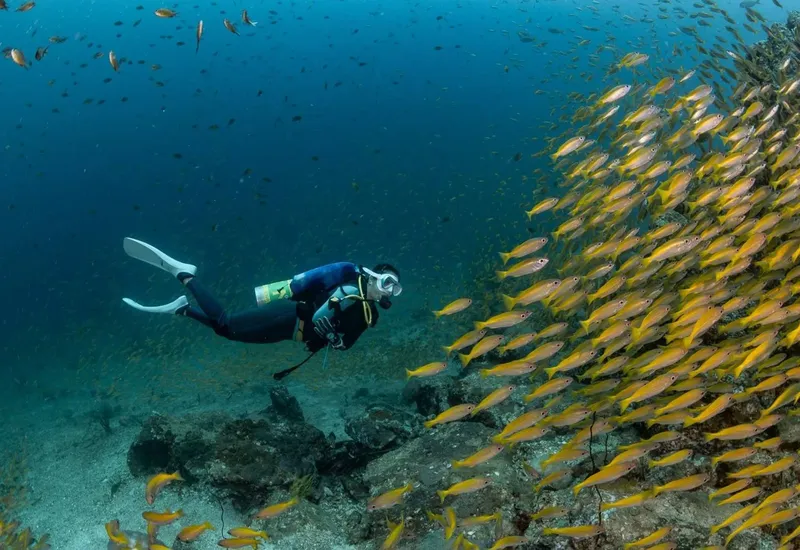 Plongeur évolue au milieu d'un banc de poissons jaunes en mer