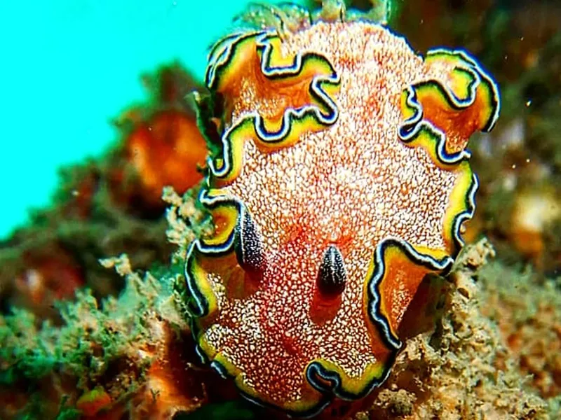 Nudibranche colorée orange et jaune sur un fond marin corallien