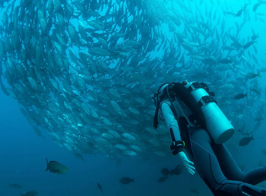 Plongeur évoluant au milieu d'un banc de poissons bleus en mer