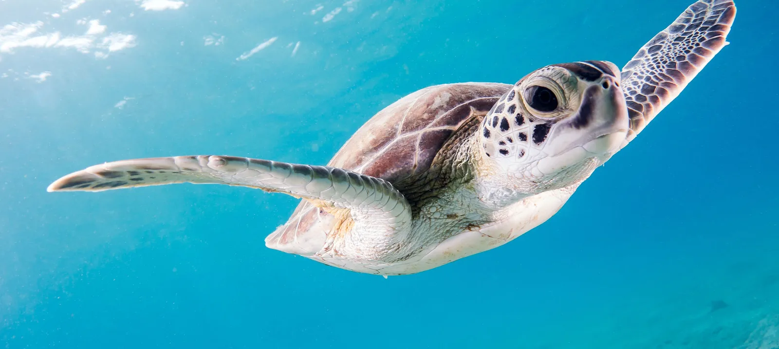 Tortue marine nageant gracieusement dans une eau turquoise et claire