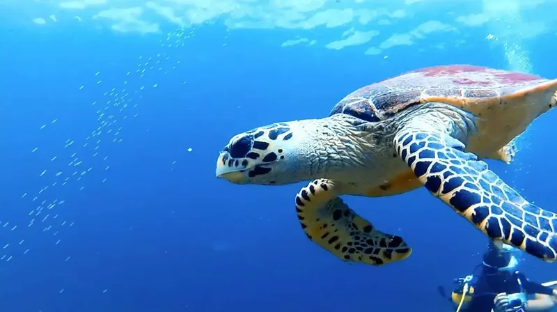 Tortue marine nageant paisiblement dans une eau bleue et claire