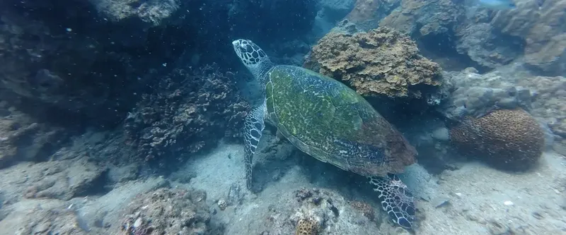 Tortue marine nageant au-dessus d'un fond rocheux et corallien