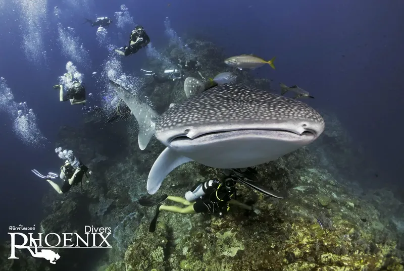 Plongeurs et requin baleine nagent ensemble dans une eau claire
