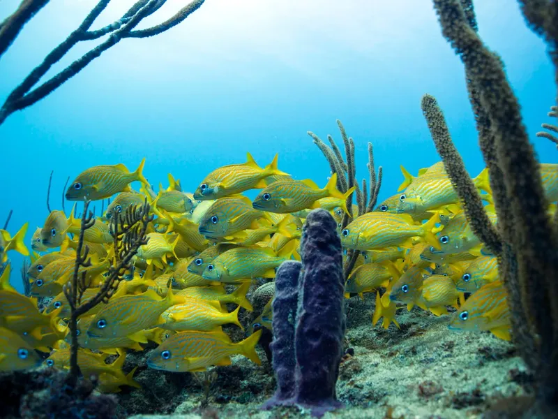 Banc de poissons jaunes nageant autour de coraux et d'éponges bleues