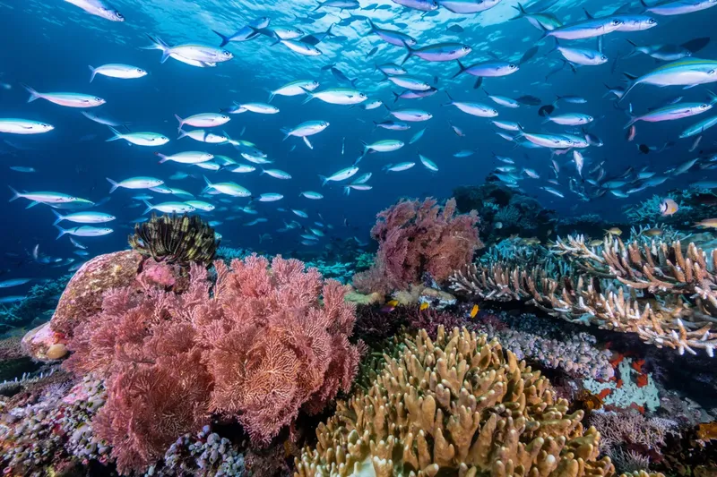 Banc de poissons argentés au-dessus d'un récif corallien coloré