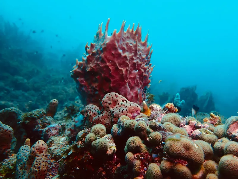 Éponge de mer rouge imposante sur un fond marin rocheux et coloré