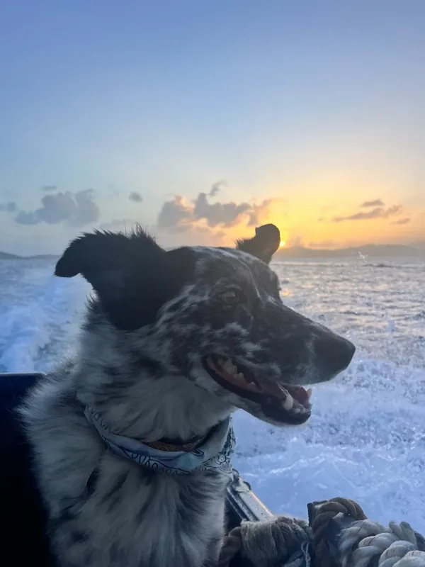 Chien border collie souriant sur un bateau en mer agitée