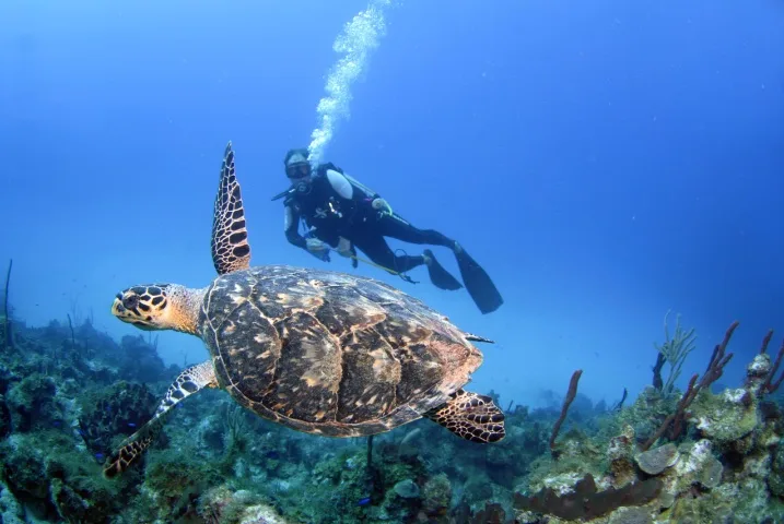 Tortue marine nageant avec un plongeur en eau bleue claire