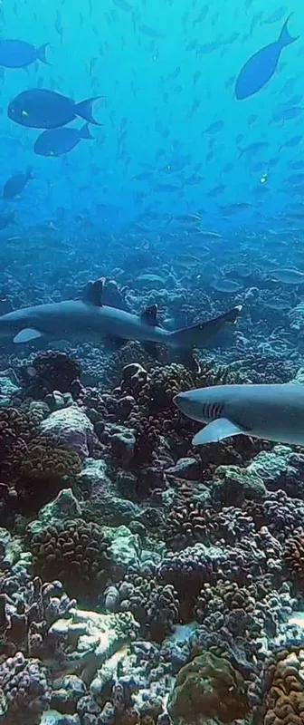 Récif corallien avec des requins et bancs de poissons bleus