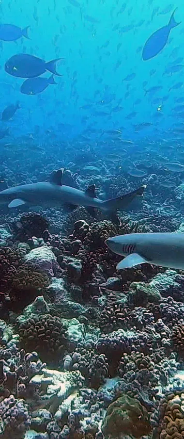 Raie Manta Diving Tikehau