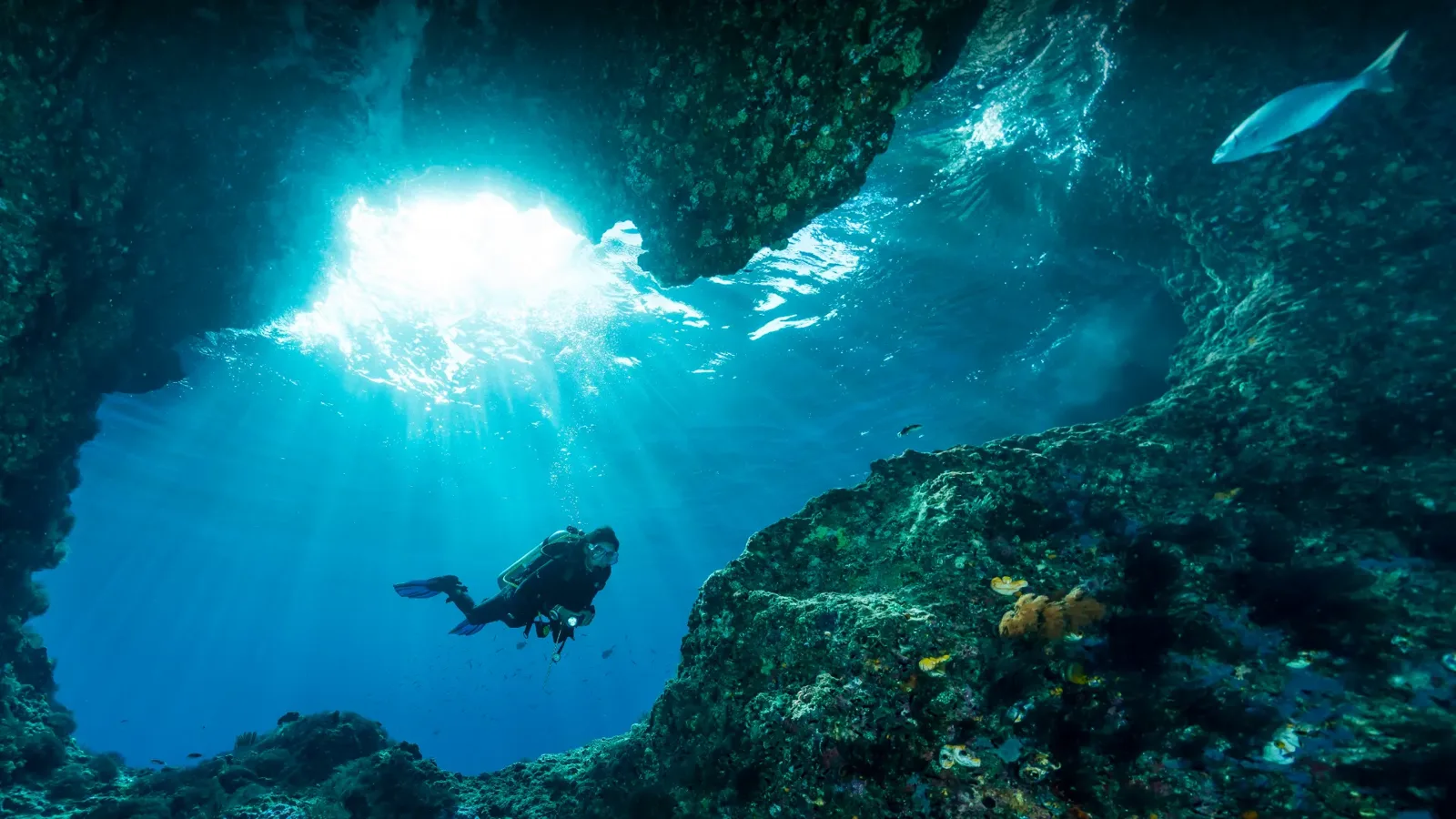 Haevit Dive
