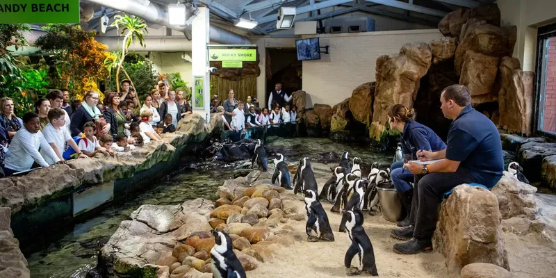 Groupe de personnes observant des manchots dans un environnement intérieur
