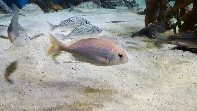 Plusieurs poissons nagent au-dessus d'un fond sablonneux clair en milieu marin