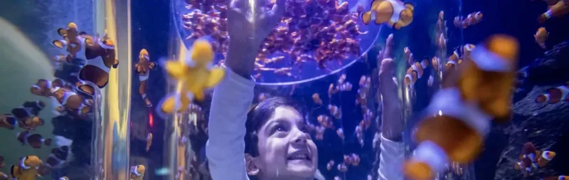 Enfant émerveillé devant un aquarium rempli de poissons clowns colorés