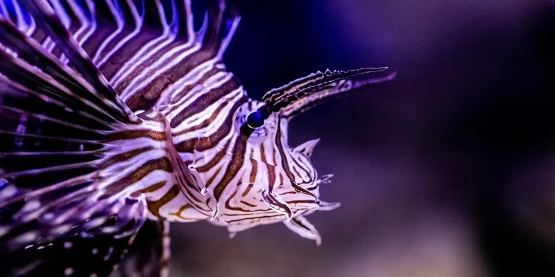 Poisson-lion aux rayures blanches et marron nageant dans l'eau sombre