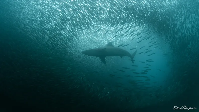 Un grand requin blanc nage au milieu d'un banc de poissons